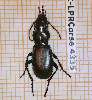  ( - BC-LPRCorse4335)  @11 [ ] By-SA Creative Common (2020) Julien Touroult Museum national d'Histoire naturelle, Paris