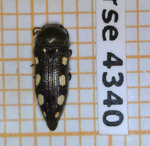  (Acmaeodera bipunctata obenbergeriana - BC-LPRCorse4340)  @11 [ ] By-SA Creative Common (2020) Julien Touroult Museum national d'Histoire naturelle, Paris