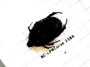  ( - BC-LPRCorse2386)  @11 [ ] Copyright (2020) Lionel Valladares Ecole d'Ingénieurs de Purpan