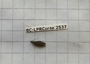  ( - BC-LPRCorse2537)  @11 [ ] Copyright (2020) Lionel Valladares Ecole d'Ing&eacute;nieurs de Purpan