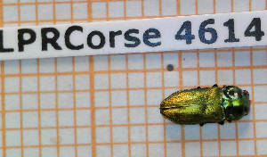  (Anthaxia thalassophila - BC-LPRCorse4614)  @11 [ ] Copyright (2020) Julien Touroult Museum national d'Histoire naturelle