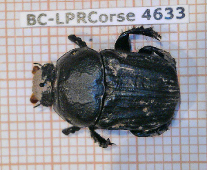 ( - BC-LPRCorse4633)  @11 [ ] Copyright (2020) Julien Touroult Museum national d'Histoire naturelle