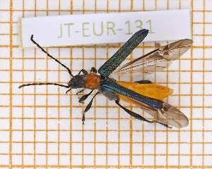  ( - JT-EUR-131)  @11 [ ] CC-By (2021) Julien Touroult Muséum national d'histoire naturelle, Paris