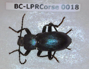  ( - BC-LPRCorse0018)  @11 [ ] Copyright (2019) Julien Touroult Museum national d'Histoire naturelle, Paris