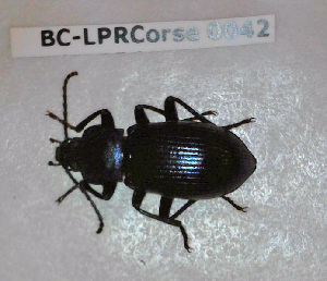  ( - BC-LPRCorse0042)  @11 [ ] Copyright (2019) Julien Touroult Museum national d'Histoire naturelle, Paris
