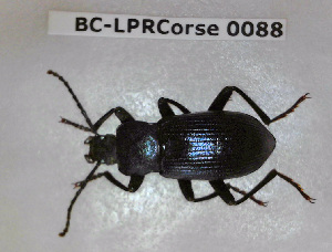  ( - BC-LPRCorse0088)  @11 [ ] Copyright (2019) Julien Touroult Museum national d'Histoire naturelle, Paris