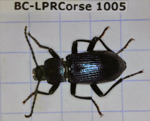  ( - BC-LPRCorse1005)  @11 [ ] Copyright (2019) Julien Touroult Museum national d'Histoire naturelle, Paris