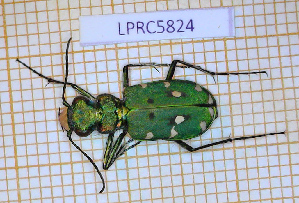  ( - LPRC5824)  @11 [ ] Copyright (2020) Julien Touroult Museum national d'Histoire naturelle