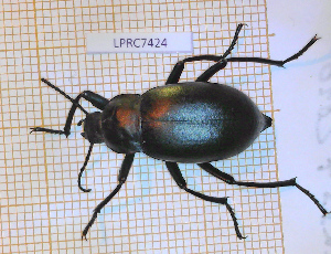  ( - LPRC7424)  @11 [ ] Copyright (2020) Julien Touroult Museum national d'Histoire naturelle