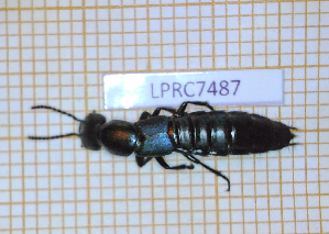  ( - LPRC7487)  @11 [ ] Copyright (2020) Julien Touroult Museum national d'Histoire naturelle