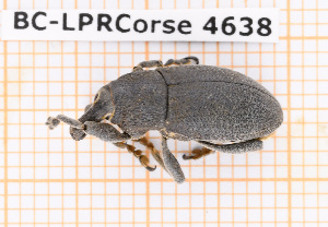  (Lixomorphus algirus - BC-LPRCorse4638)  @11 [ ] Copyright (2020) Julien Touroult Museum national d'Histoire naturelle