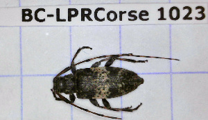  ( - BC-LPRCorse1023)  @11 [ ] Copyright (2019) Julien Touroult Museum national d'Histoire naturelle, Paris