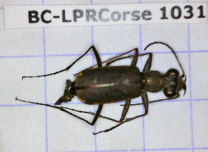  ( - BC-LPRCorse1031)  @11 [ ] Copyright (2019) Julien Touroult Museum national d'Histoire naturelle, Paris