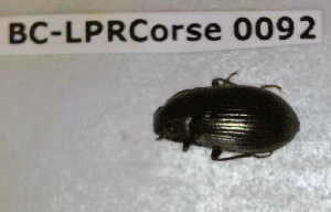  ( - BC-LPRCorse0092)  @11 [ ] Copyright (2019) Julien Touroult Museum national d'Histoire naturelle, Paris
