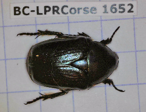  (Protaetia sardea - BC-LPRCorse1652)  @11 [ ] Copyright (2019) Julien Touroult Museum national d'Histoire naturelle, Paris