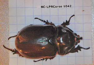  ( - BC-LPRCorse1042)  @11 [ ] Copyright (2019) Julien Touroult Museum national d'Histoire naturelle, Paris