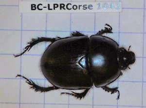  ( - BC-LPRCorse1043)  @11 [ ] Copyright (2019) Julien Touroult Museum national d'Histoire naturelle, Paris