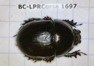  ( - BC-LPRCorse1697)  @11 [ ] Copyright (2019) Julien Touroult Museum national d'Histoire naturelle, Paris