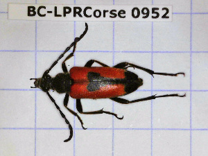  ( - BC-LPRCorse0952)  @11 [ ] Copyright (2019) Julien Touroult Museum national d'Histoire naturelle, Paris