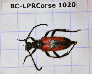  ( - BC-LPRCorse1020)  @11 [ ] Copyright (2019) Julien Touroult Museum national d'Histoire naturelle, Paris