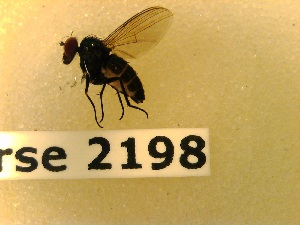  ( - BC-LPRCorse2198)  @11 [ ] Copyright (2020) Marc Pollet Museum national d'Histoire naturelle