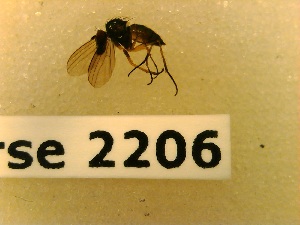  ( - BC-LPRCorse2206)  @11 [ ] Copyright (2020) Marc Pollet Museum national d'Histoire naturelle
