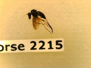  ( - BC-LPRCorse2215)  @11 [ ] Copyright (2020) Marc Pollet Museum national d'Histoire naturelle