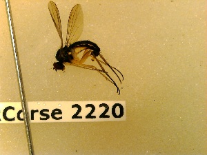  (Hercostomus longiventris - BC-LPRCorse2220)  @11 [ ] Copyright (2020) Marc Pollet Museum national d'Histoire naturelle