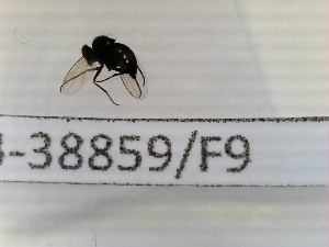  ( - CCDB-38859-F9)  @11 [ ] Creative common (2022) Marc Pollet Research Institute for Nature and Forest (INBO)