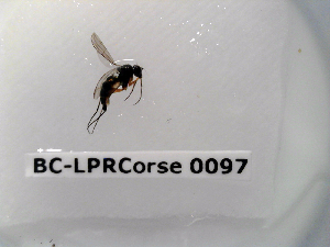  ( - BC-LPRCorse0097)  @11 [ ] Copyright (2019) Marc pollet Research Institute for Nature and Forest
