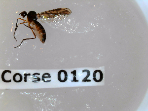  ( - BC-LPRCorse0120)  @11 [ ] Copyright (2019) Marc pollet Research Institute for Nature and Forest