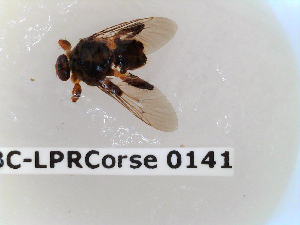  ( - BC-LPRCorse0141)  @11 [ ] Copyright (2019) Marc pollet Research Institute for Nature and Forest