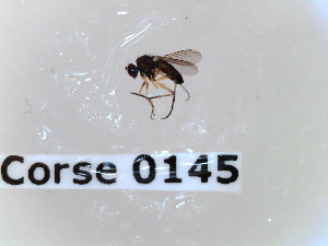  ( - BC-LPRCorse0145)  @11 [ ] Copyright (2019) Marc pollet Research Institute for Nature and Forest