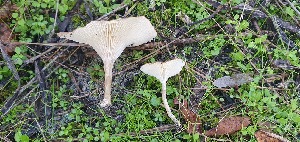  (Clitocybe fontqueri - LPRC7337)  @11 [ ] Copyright (2020) Nicolas Suberbielle Unspecified