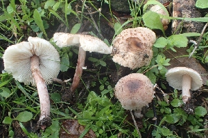  (Lepiota lilacea - LPRC5956)  @11 [ ] Copyright (2020) Nicolas Suberbielle Unspecified