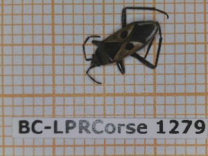 (Lasiocoris - BC-LPRCorse1279)  @11 [ ] by-sa - CreativeCommons (2020) Rodolphe Rougerie Muséum National d'Histoire Naturelle