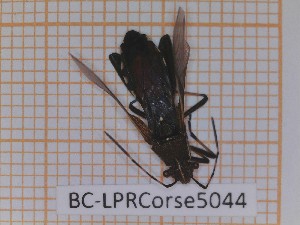  ( - BC-LPRCorse5044)  @11 [ ] by-sa - CreativeCommons (2020) Rodolphe Rougerie Muséum National d'Histoire Naturelle