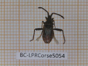  ( - BC-LPRCorse5054)  @11 [ ] by-sa - CreativeCommons (2020) Rodolphe Rougerie Muséum National d'Histoire Naturelle