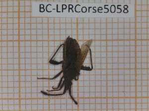  ( - BC-LPRCorse5058)  @11 [ ] by-sa - CreativeCommons (2020) Rodolphe Rougerie Muséum National d'Histoire Naturelle