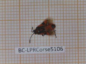  ( - BC-LPRCorse5106)  @11 [ ] by-sa - CreativeCommons (2020) Rodolphe Rougerie Muséum National d'Histoire Naturelle