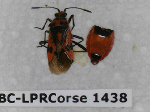  (Corizus hyoscyami - BC-LPRCorse1438)  @11 [ ] Copyright (2019) François Dusoulier Museum national d'Histoire naturelle, Paris