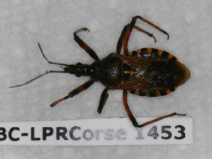  (Rhynocoris erythropus - BC-LPRCorse1453)  @11 [ ] Copyright (2019) François Dusoulier Museum national d'Histoire naturelle, Paris