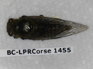  (Cicadetta fangoana - BC-LPRCorse1455)  @11 [ ] Copyright (2019) François Dusoulier Museum national d'Histoire naturelle, Paris