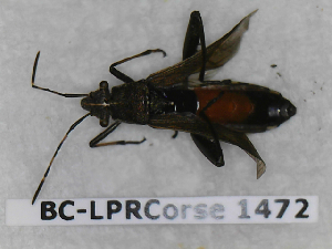  ( - BC-LPRCorse1472)  @11 [ ] Copyright (2019) François Dusoulier Museum national d'Histoire naturelle, Paris