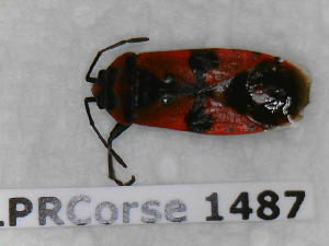  ( - BC-LPRCorse1487)  @11 [ ] Copyright (2019) François Dusoulier Museum national d'Histoire naturelle, Paris