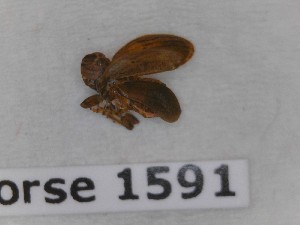  ( - BC-LPRCorse1591)  @11 [ ] Copyright (2020) François Dusoullier Museum national d'Histoire naturelle