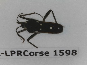  (Velia rivulorum - BC-LPRCorse1598)  @11 [ ] Copyright (2020) François Dusoullier Museum national d'Histoire naturelle