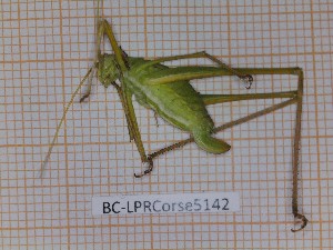 ( - BC-LPRCorse5142)  @11 [ ] CC-by (2023) François Dusoulier Museum national d'Histoire naturelle, Paris