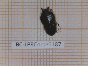  (Loboptera canariensis - BC-LPRCorse5187)  @11 [ ] CC-by (2023) François Dusoulier Museum national d'Histoire naturelle, Paris