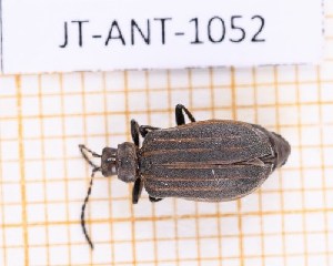  (Neolochmaea dilatipennis - JT-ANT-1052)  @11 [ ] Creative common (2022) Julien Touroult Museum national d'Histoire naturelle, Paris